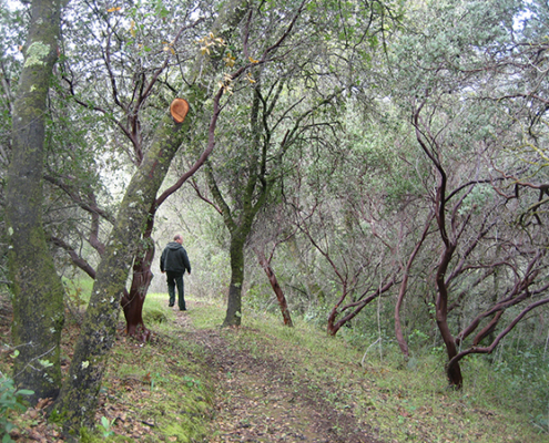 Manzanita Trail